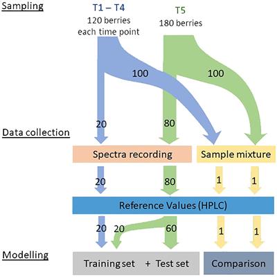 Non-destructive quantification of key quality characteristics in individual grapevine berries using near-infrared spectroscopy